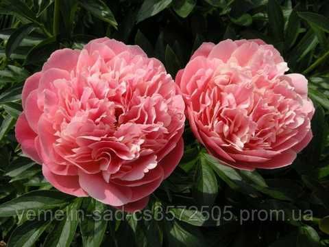 Купити Півонія Хавайан Корал (Pink Hawaiian Coral) 3456 в інтернет