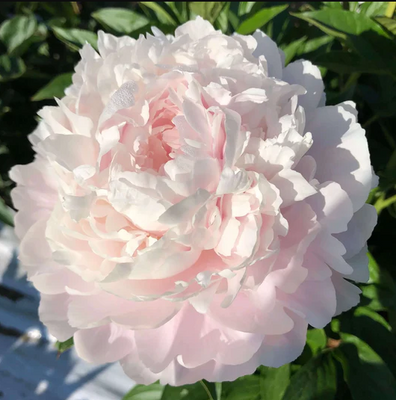 Пион Пинк Радиенс (Pink Radiance) 5566 фото