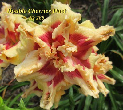 Лилейник Дабл Черри Дуэт (Double Cherries Duet) 163 фото