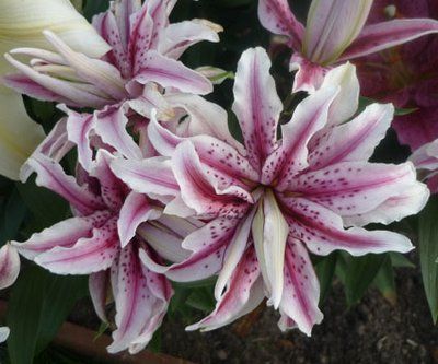 Лилия Фабиола Роузлили (Roselily Fabiola) 3065 фото
