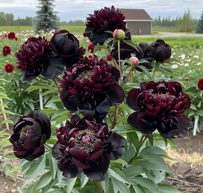 Півонія Блек Б&rsquo;юті (Black Beauty) 65777 фото