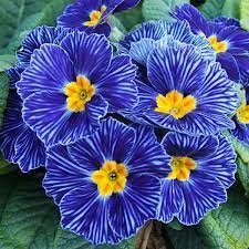 Примула Зебра Блю (Primula Zebra Blue ) 8766 фото