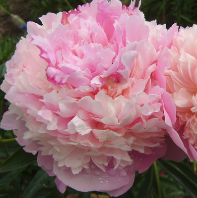 Пион Петтикоут Флаунс (Petticoat Flounce) 393 фото