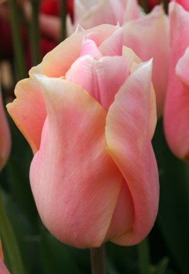 Тюльпан Apricot Beauty (Еприкот Б'юті) Тріумф 8675 фото