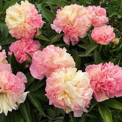 Пион Лоис Чойс (Lois Choice) 8688 фото