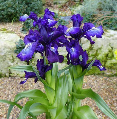Ірис Планіфолія (Iris Planifolia) 6777 фото