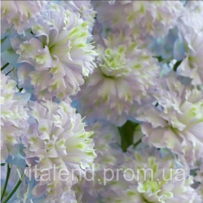 Дельфиниум Кристал Делайт (Crystal Delight) 754 фото