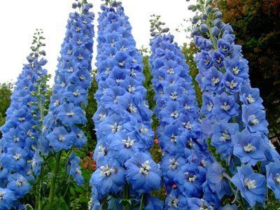 Дельфиниум Дарвинс Блю Индульгенс (Darwin's Blue Indulgence) 988 фото