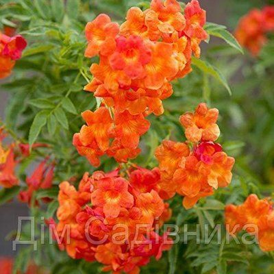 Кампсис Оранж Мішель (Orange Michelle) 9087 фото