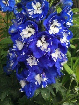 Дельфиниум Ди Перто Виолета (De Perto Violeta) 676 фото