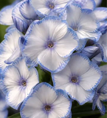 Флокс Мілк Блу (Milk Blue) 7865 фото