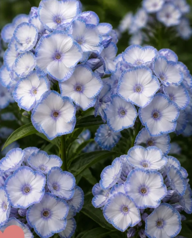 Флокс Мілк Блу (Milk Blue) 7865 фото