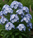 Флокс Мілк Блу (Milk Blue) 7865 фото 3