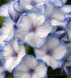 Флокс Мілк Блу (Milk Blue) 7865 фото 1