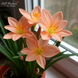 Зефірантес Овер Сонг (Over Song) 3443 фото 1