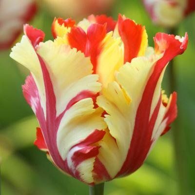 Тюльпан Texas Flame (Техас Флейм) 1860715505 фото