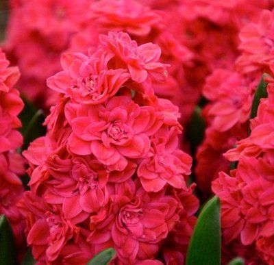 Гіацинт махровий Холлихок (Hyacinthus Hollyhock) 190 фото