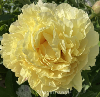 Пион Дюшес де Лорэн (Duchesse de Lorraine) 376 фото