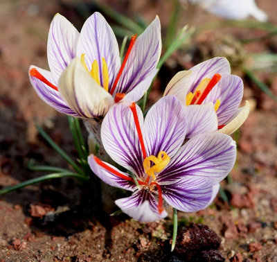 Крокус Моабітікус (Moabiticus) 186 фото