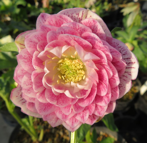 Купить Морозник Дабл Пинк Уайт Эдж (Double Pink White Edge) 137 в