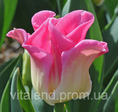 Тюльпан Кроун оф Дінасті (Tulip Crown of Dynasty) 875 фото