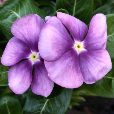 Барвинок Блеберри Сонг (Bleberry Song) 5644 фото