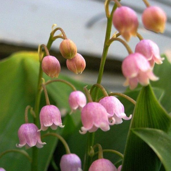 Ландыш Розеа (Rosea) саженцы 8777 фото