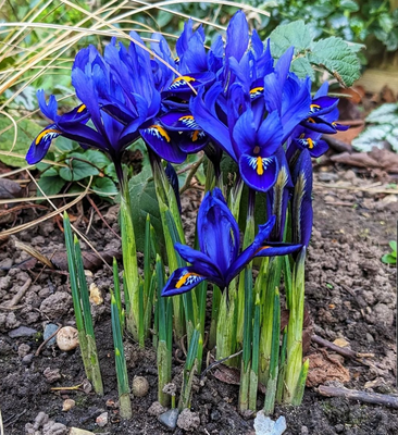 Луковичний ірис Блю Медик (Blue Magic) 183 фото