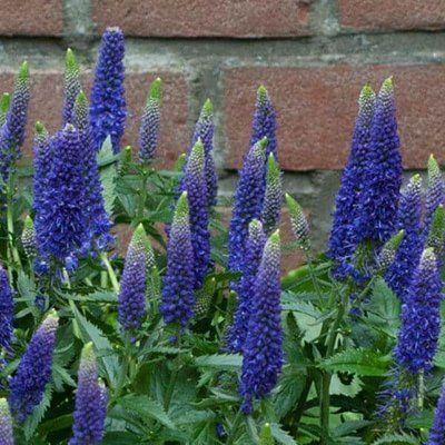 Вероника Бэйби Блу (Baby Blue) 4677 фото