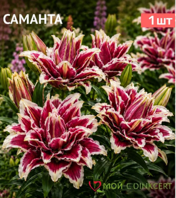 Лилия Розелли Саманта (Roselily Samantha) 5408 фото