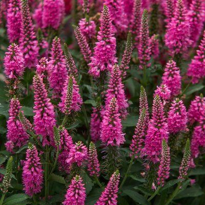 Вероника Пинк Маршмаллоу (Pink Marshmallow) 6756 фото