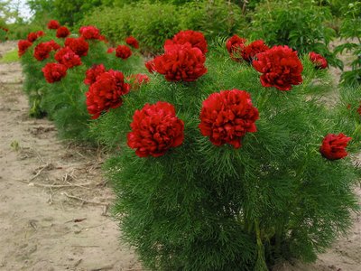 Півонія Рубра Плена Тенуїфолія (Tenuifolia Rubra Plena) 6785 фото