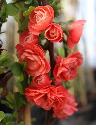 Айва Техас Скарлет (Texas Scarlet) 7899 фото