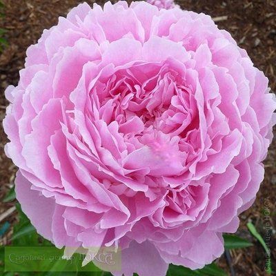 Пион Сюзи Ку (Susie Q) 6755 фото