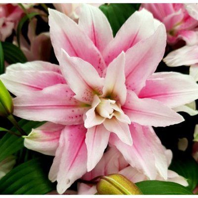 Лилия Розелили Наталия (Roselily Natalia) 169 фото