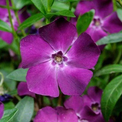 Барвинок Атропурпуреа (Atropurpurea) 4777 фото