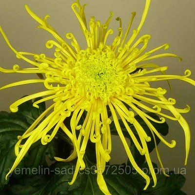 Хризантема Кобра желтая (Cobra yellow) 7864 фото